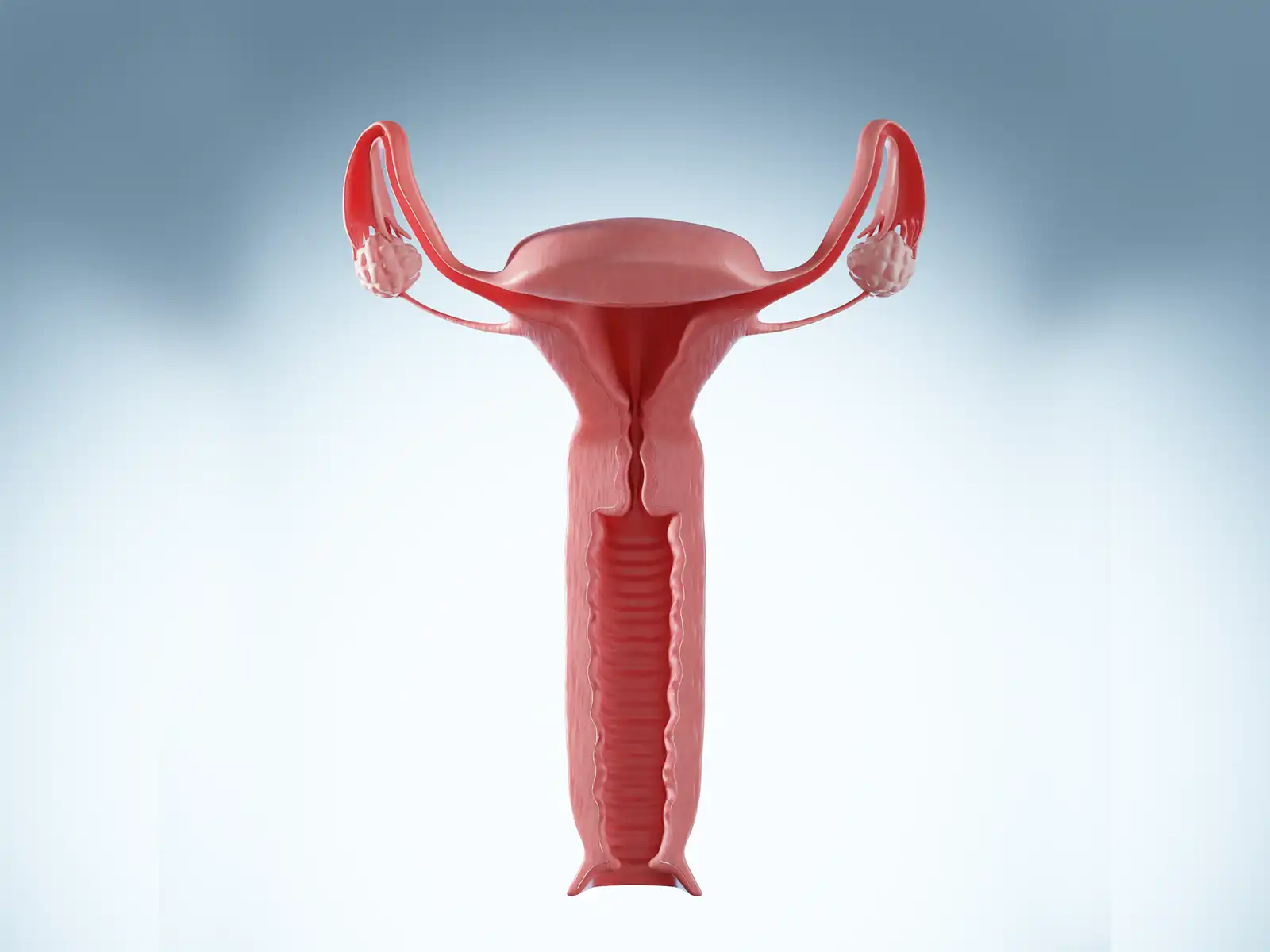 Female Reproductive System